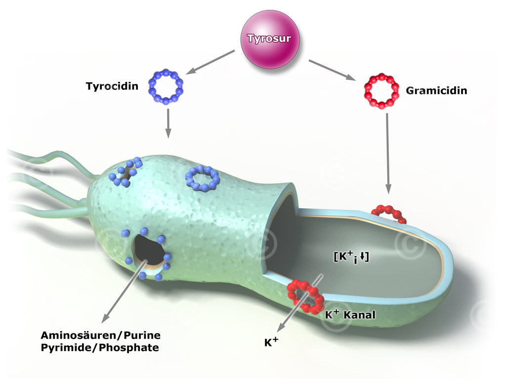 Draft2 - "Effect of tyrosur on bacterium"