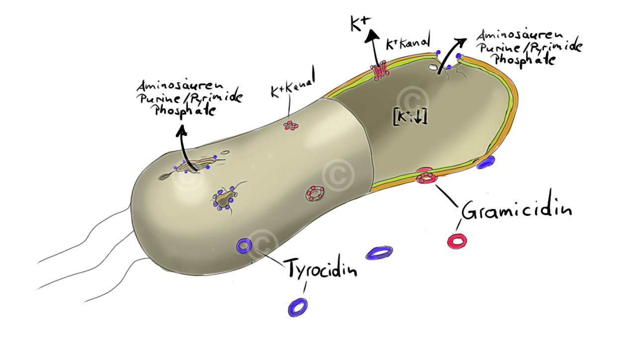 Sketch "Effect of tyrosur on bacterium"