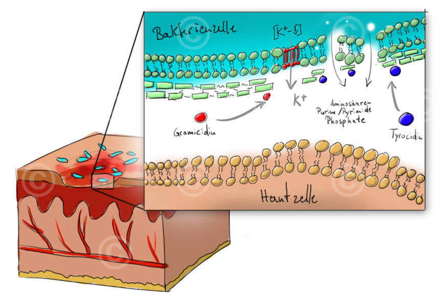 bakterium zellwand skizze