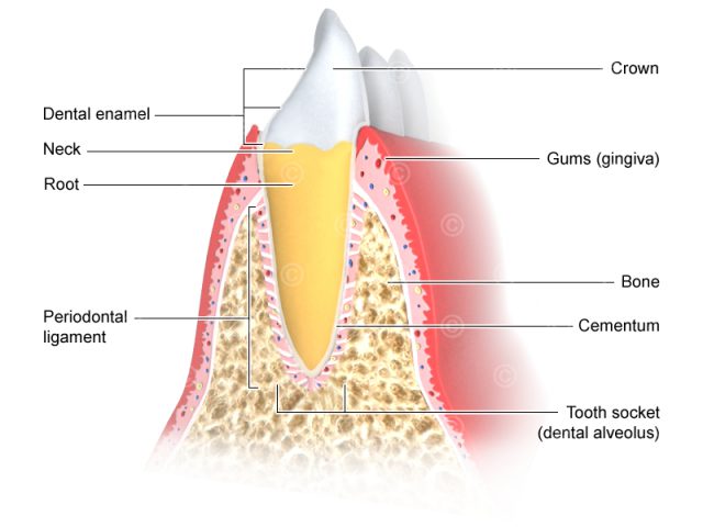 Illustration periodontium tooth