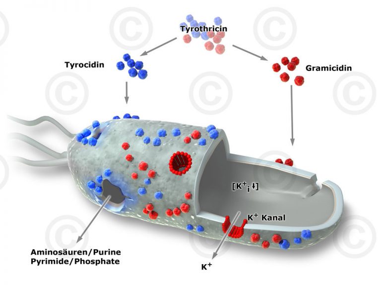 Illustration effect antibiotic on bacteria - MedicalGraphics