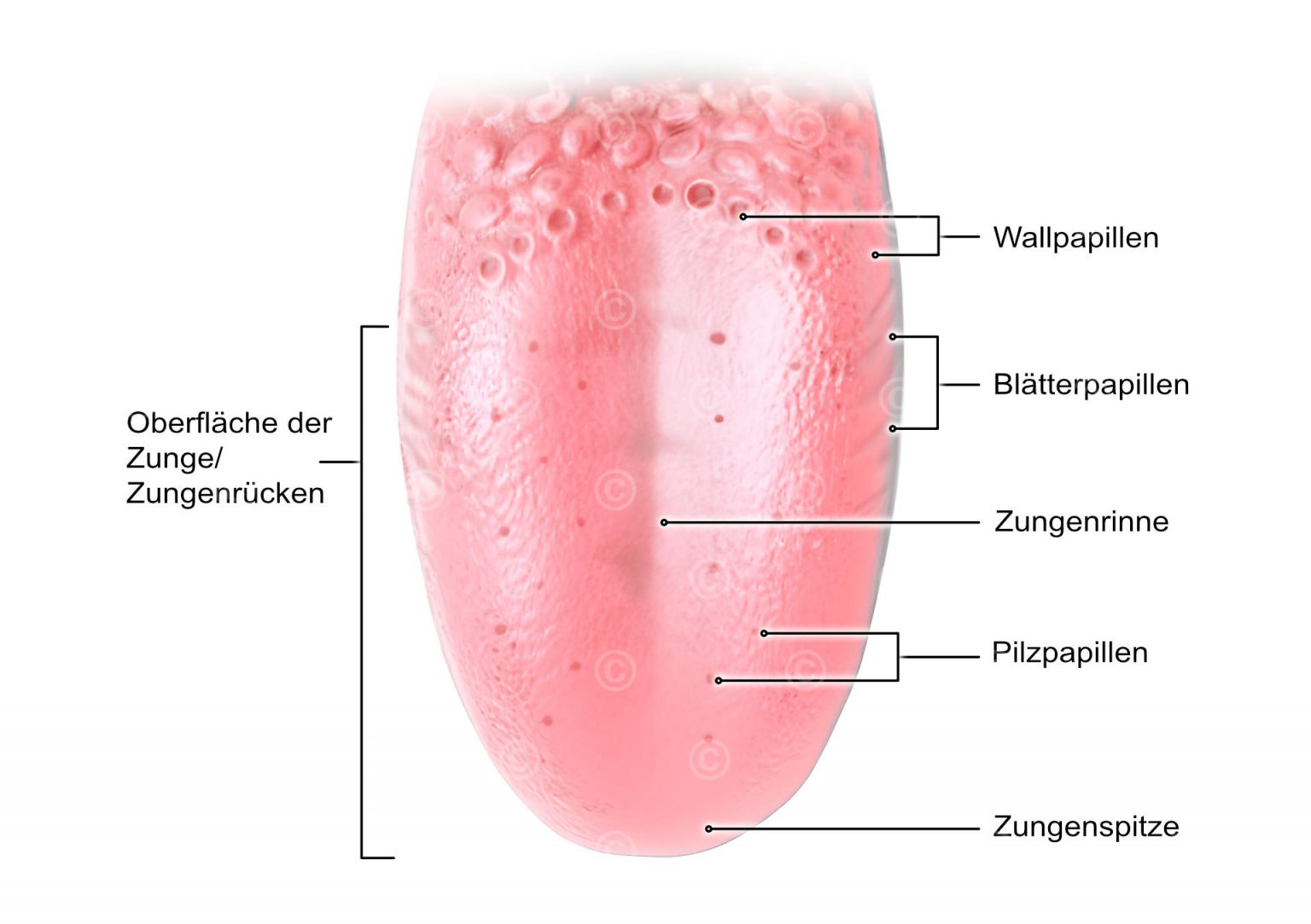 Bläschen Hinten Auf Der Zunge Und Halsschmerzen Illustration Zungenoberfläche - MedicalGraphics