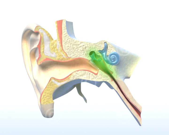 Anatomie des Ohrs
