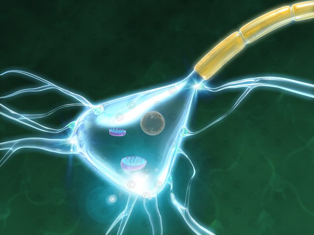 Processing and transmitting of neurons