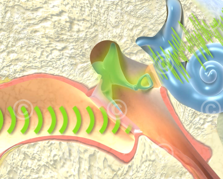 schall trommelfell cochlea