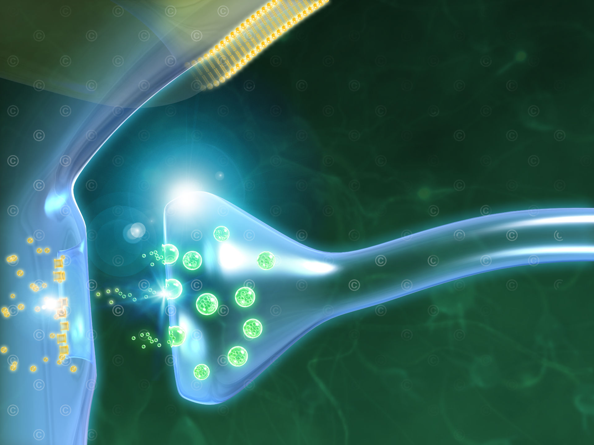 Normal function at the synaptic cleft of a nerve cell