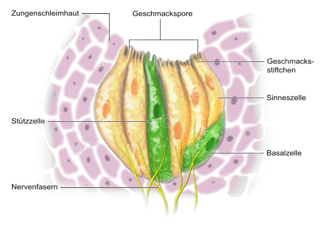 Geschmacksknospe