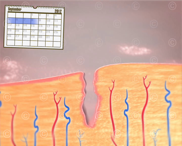 aufbau der gebaermutterschleimhaut building uterine lining
