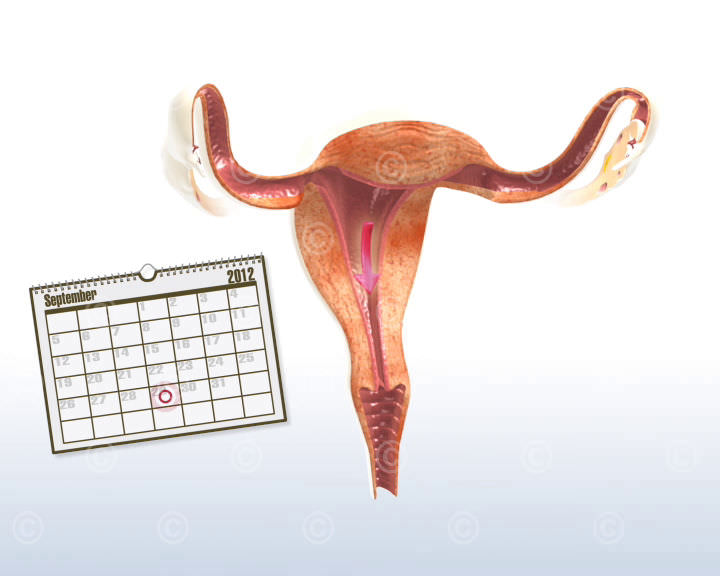 monatsblutung beginn beginning of menstruation
