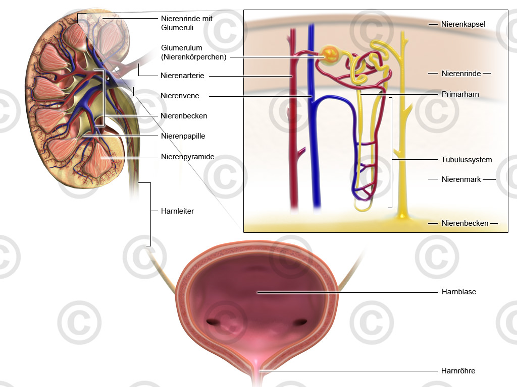 Illustrationen Diuresis