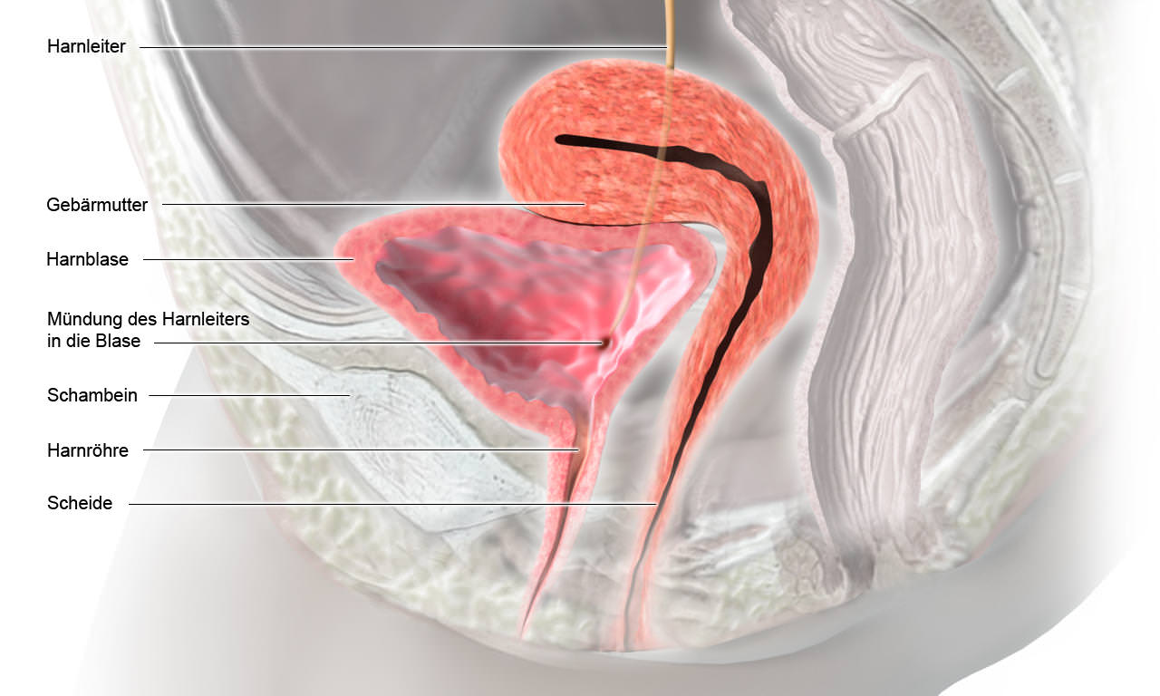 Female abdomen sagittal section urethra