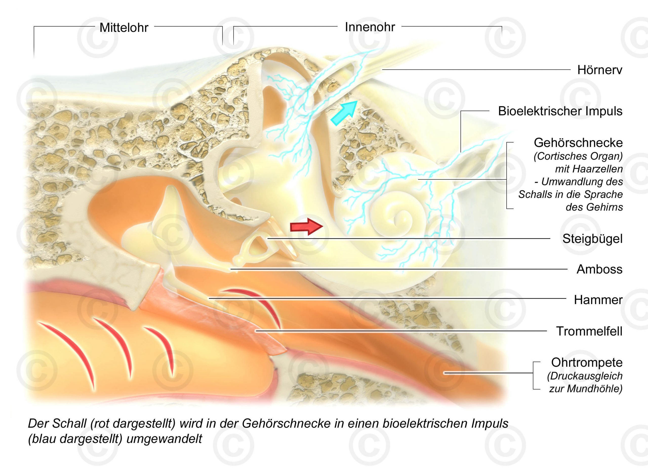 Acoustic signals ear