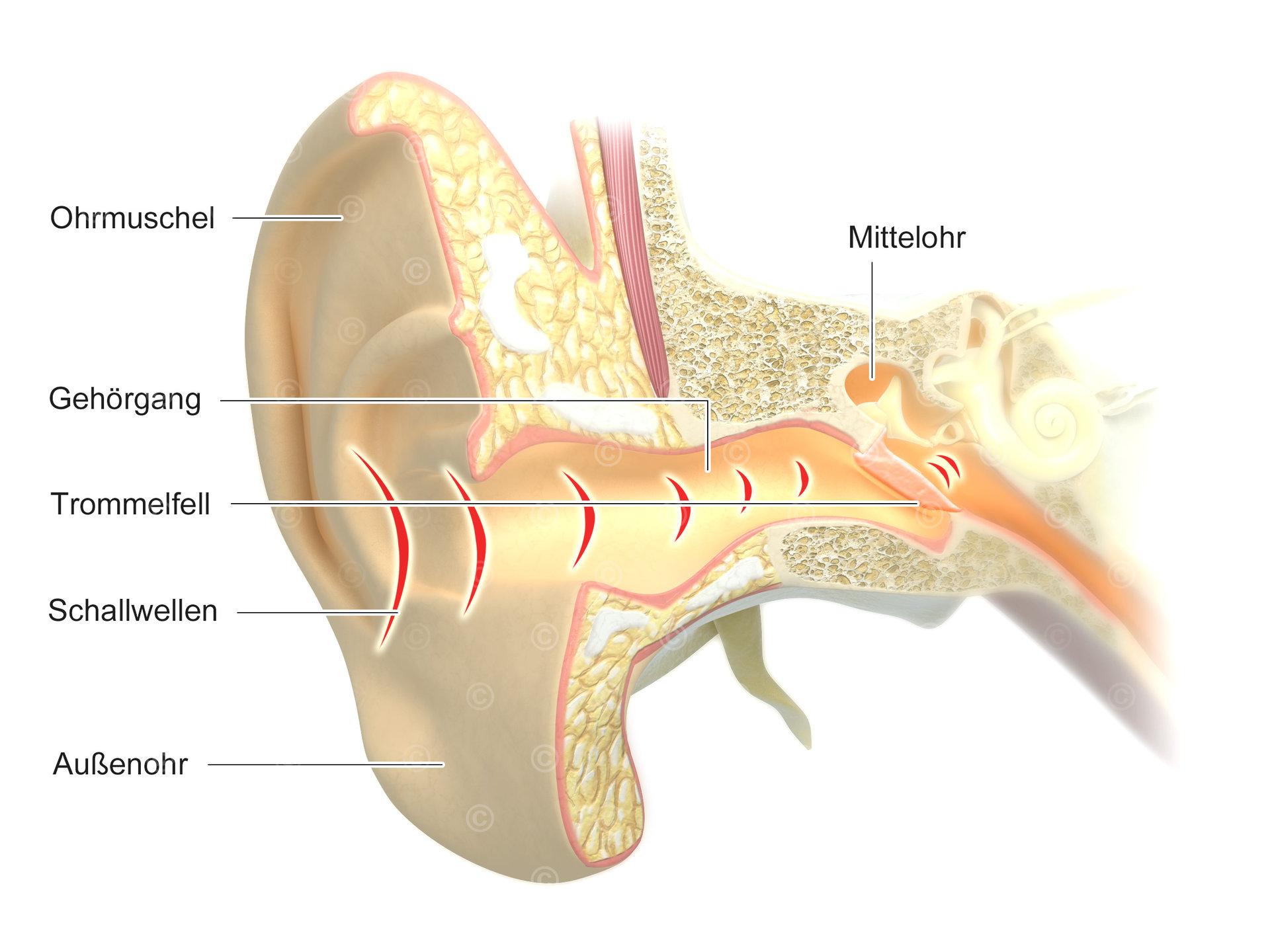 Anatomical illustration ear