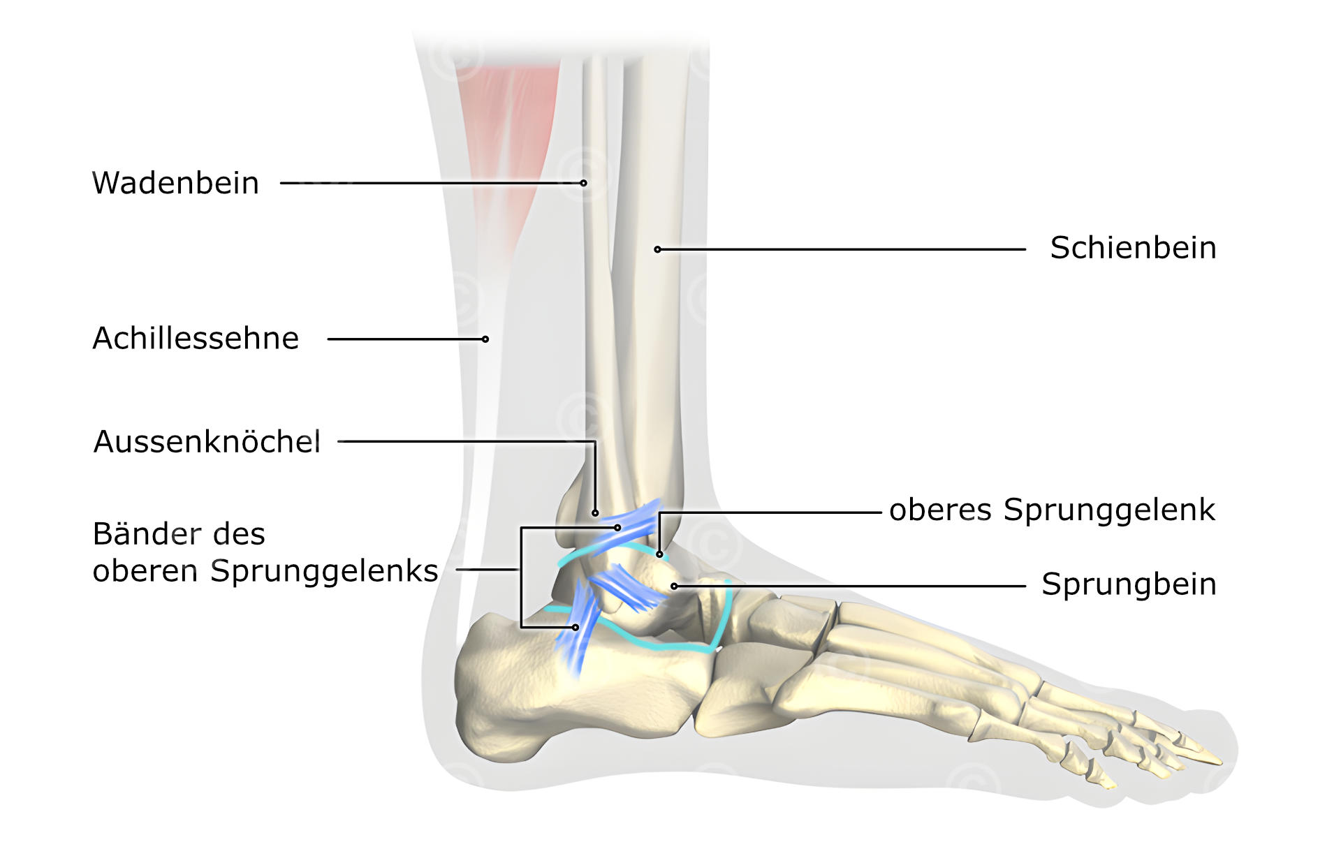 anatomie sprunggelenk