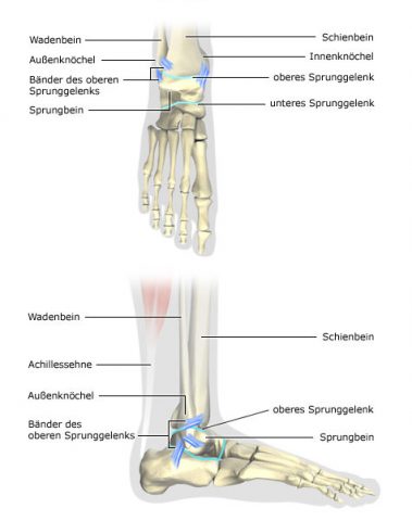 Illustration of an ankle joint