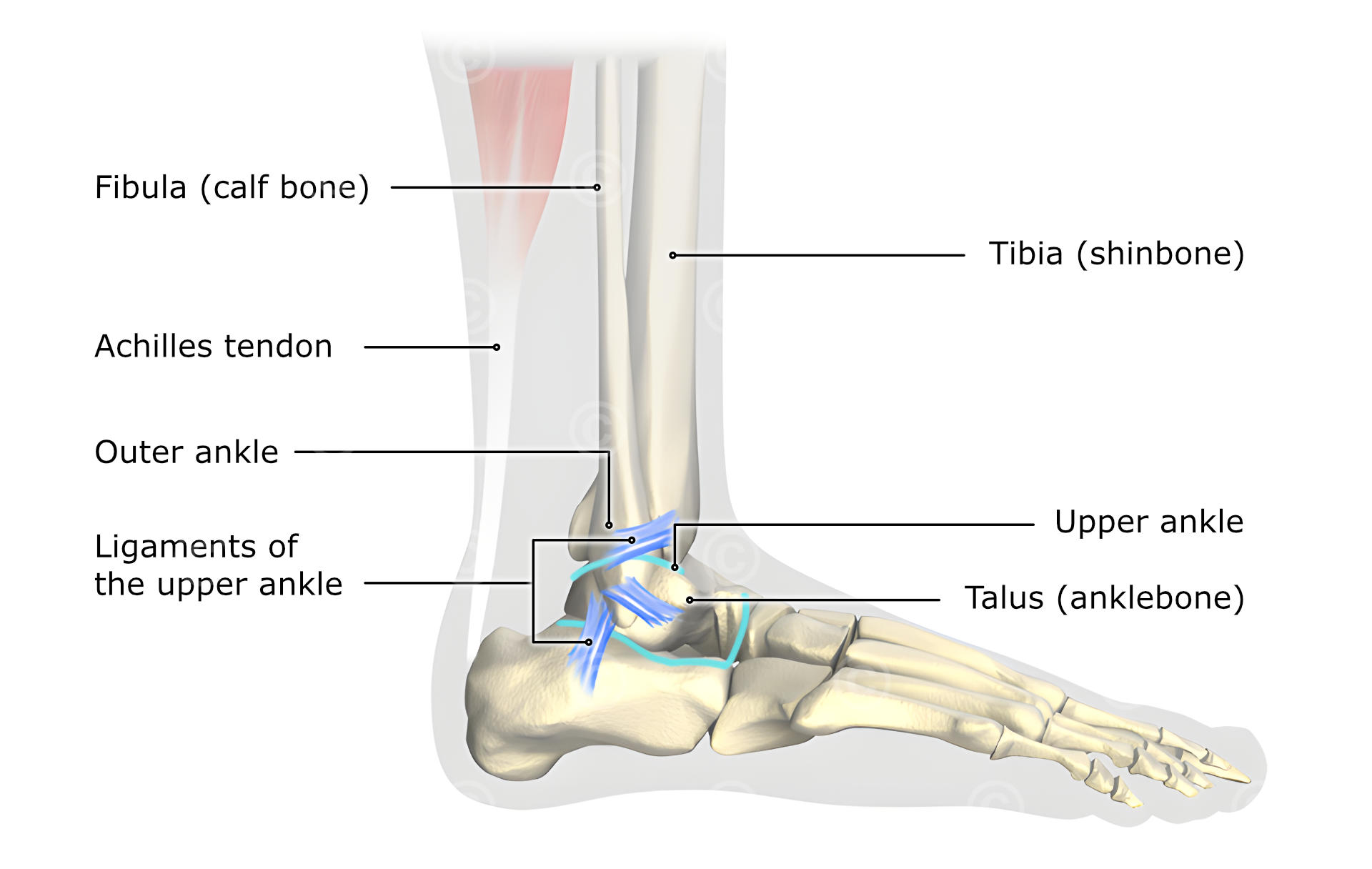 Illustration of ankle joint - MedicalGraphics