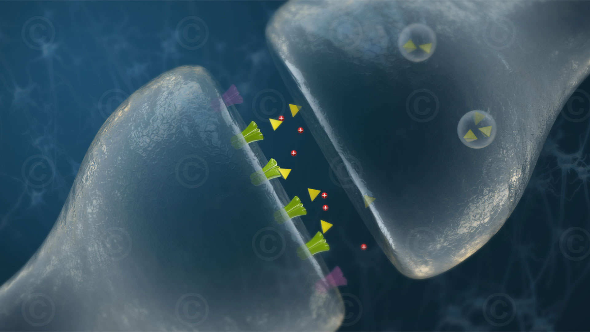 Synapsenspalt Tianeptin