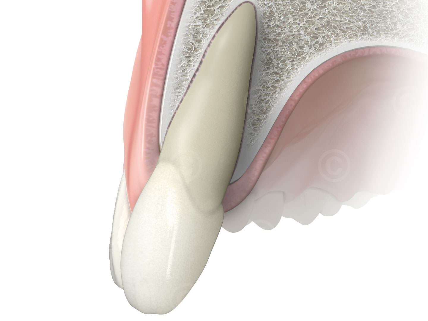 Upper jaw with incisor