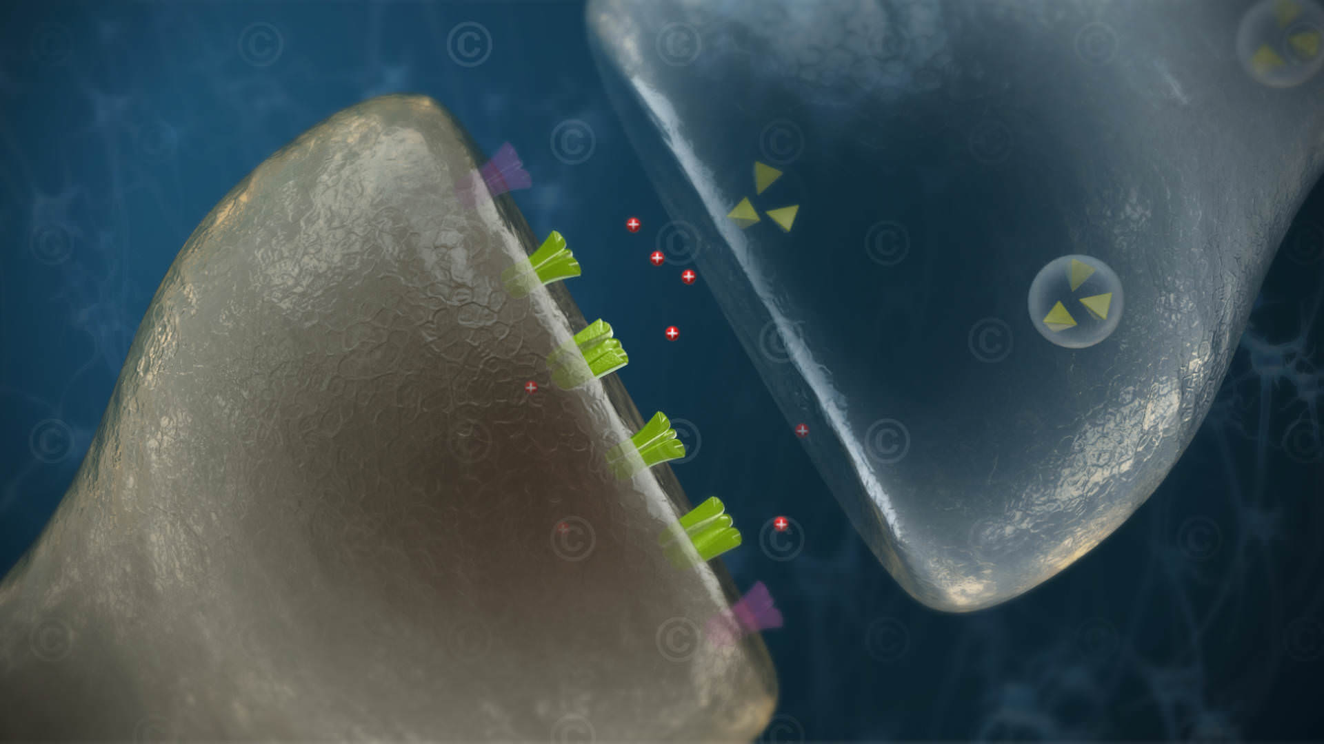 Increased ion concentration due to too much glutamate in the synaptic cleft