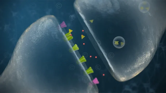 synapsenspalt-vesikel-rezeptor