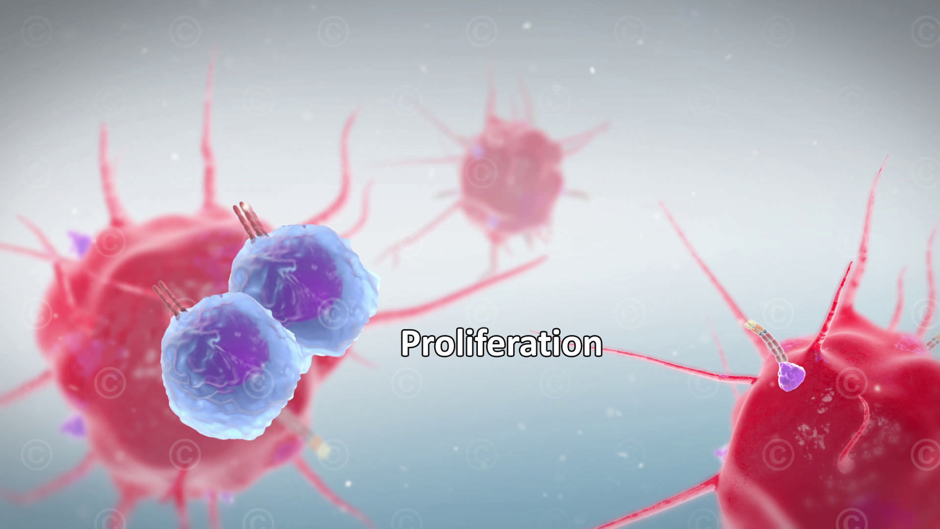 proliferation t-zellen proliferation t zellen