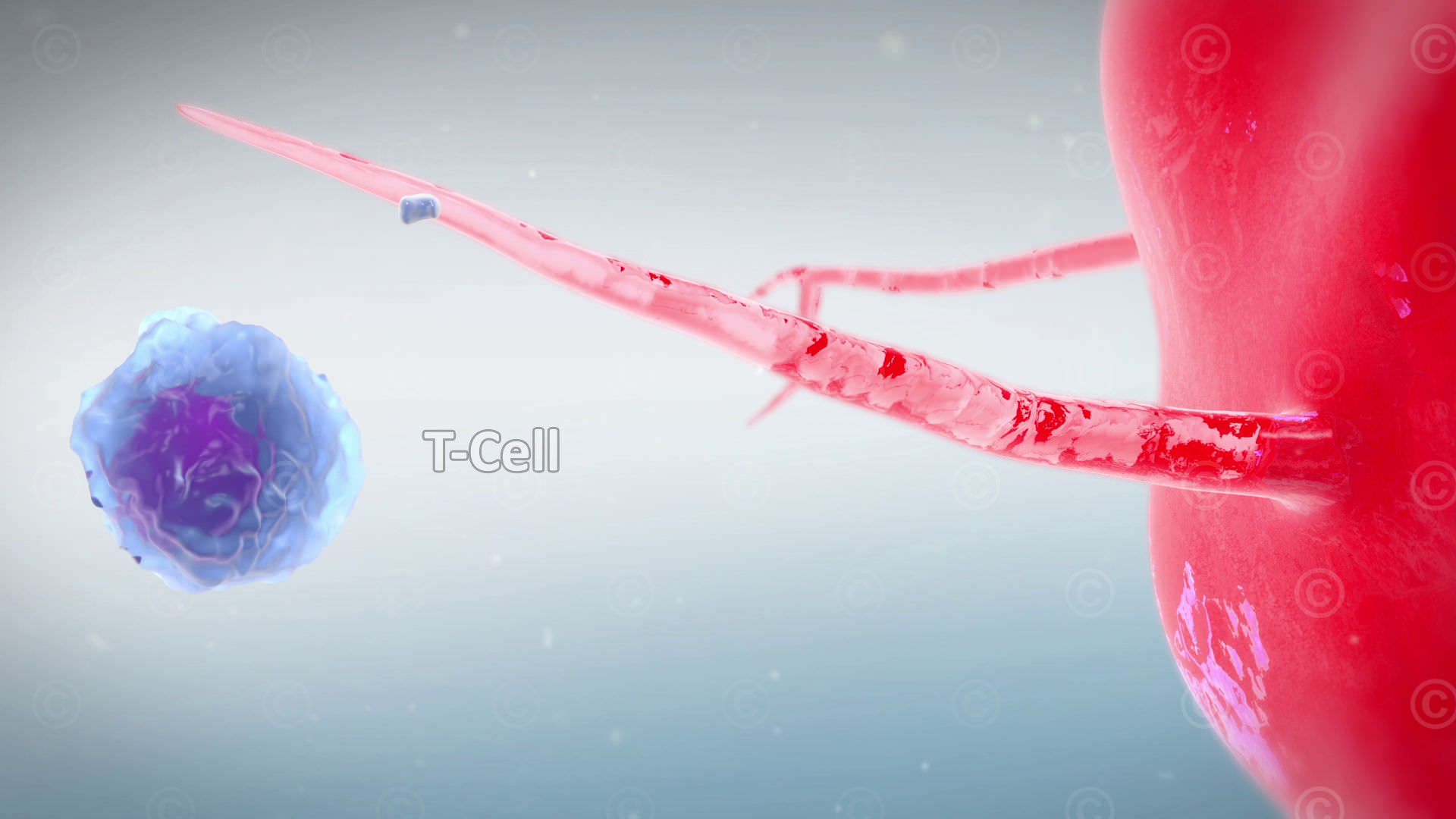 tumor antigen cd8 zelle