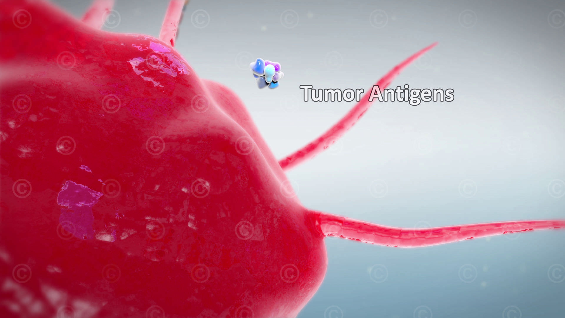 tumor antigen dendritische zelle