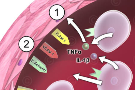 Illustrationen medizinische Fachpublikationen