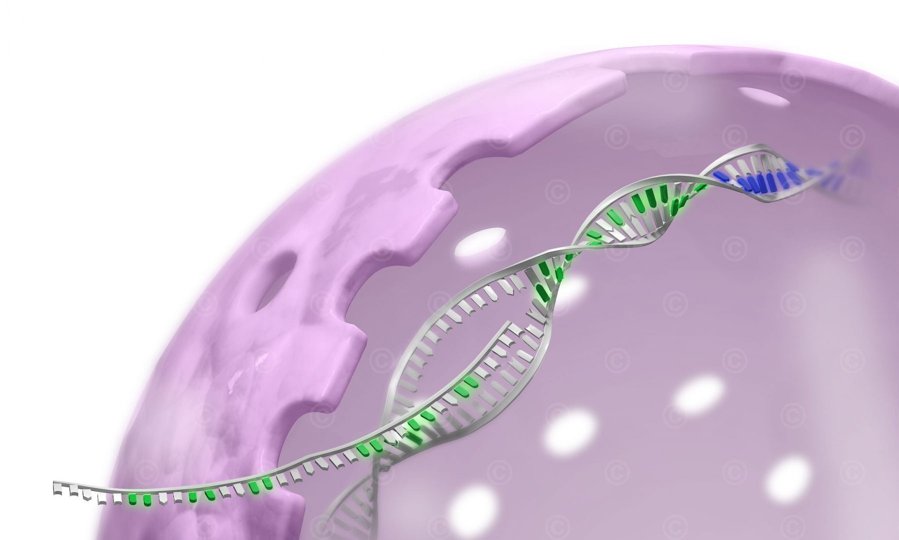 Synthetic nucleosides