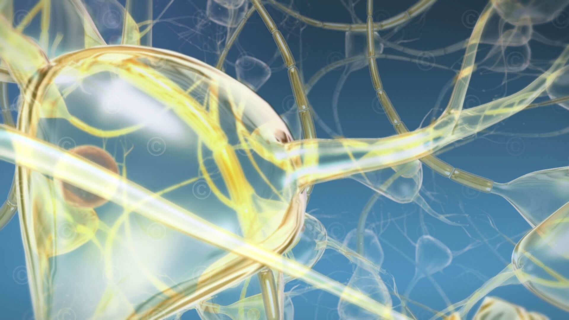 Nervenzellen im Gehirn Nerve cells in the brain
