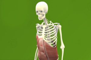 3D animations of musculoskeletal system