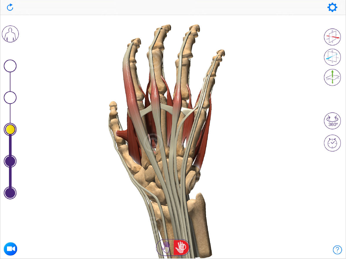 Anatomie Hand