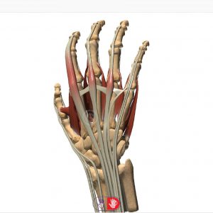 Anatomy hand