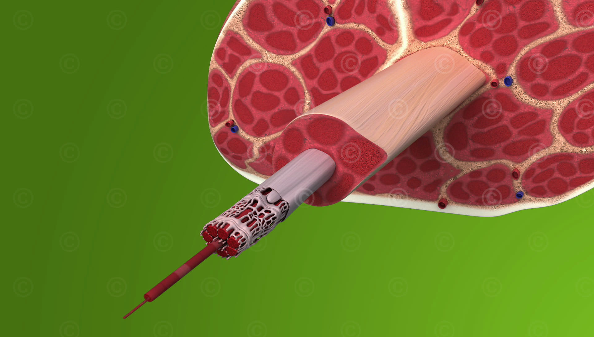 Anatomy of the skeletal muscle