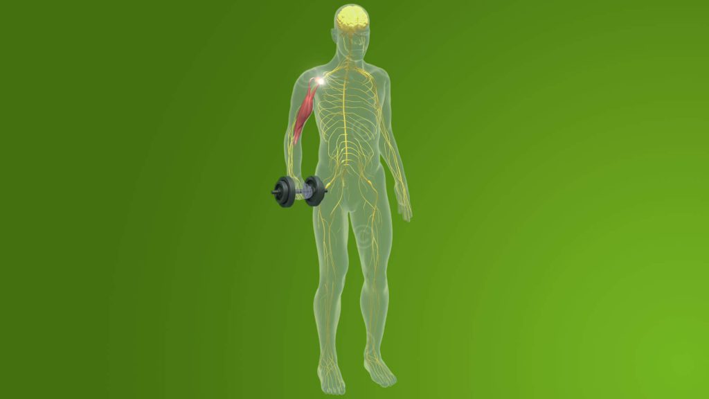 Animation Steuerung Muskeln durch Nervensystem MedicalGraphics