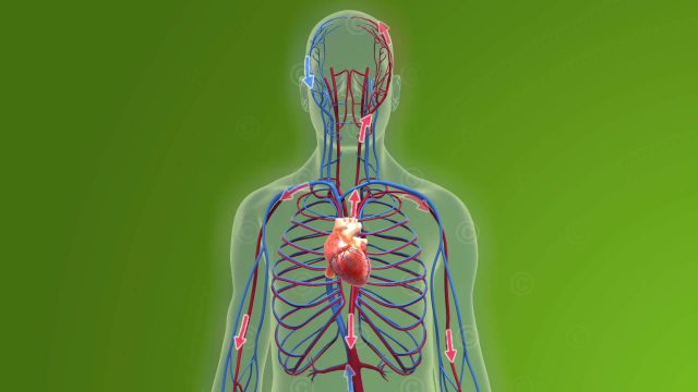 Animation Blutkreislauf und Physiologie des Herzens