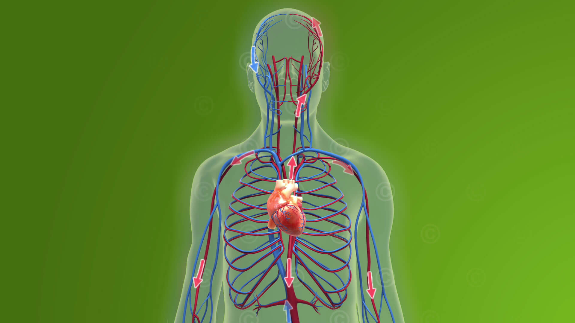 Circulatory System Gif Circulatory System Meme ARAU Circulatory System Gif Circulatory System Meme ARAU
