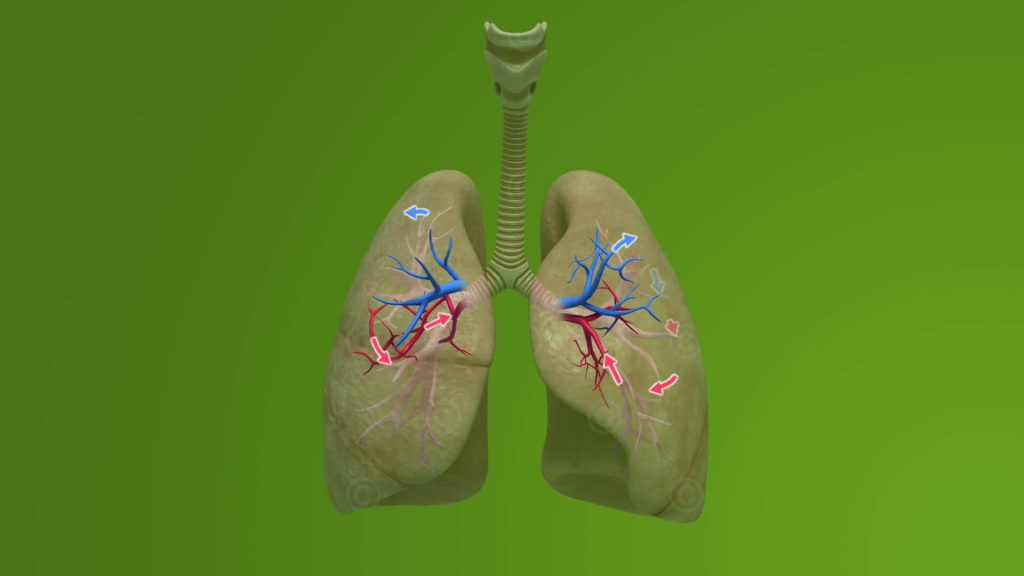 Pulmonary circulation