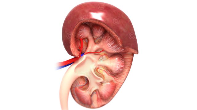 Illustrations anatomy of the kidney