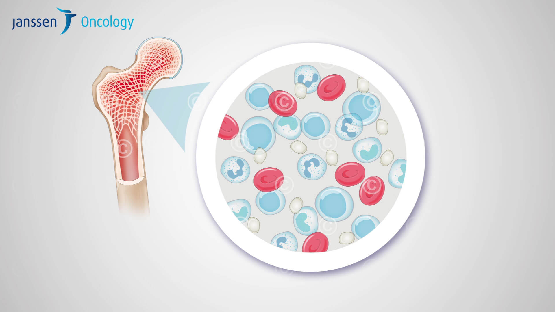 Illustrastion eines gesunden Blutbildes Ilustration of a healthy blood count