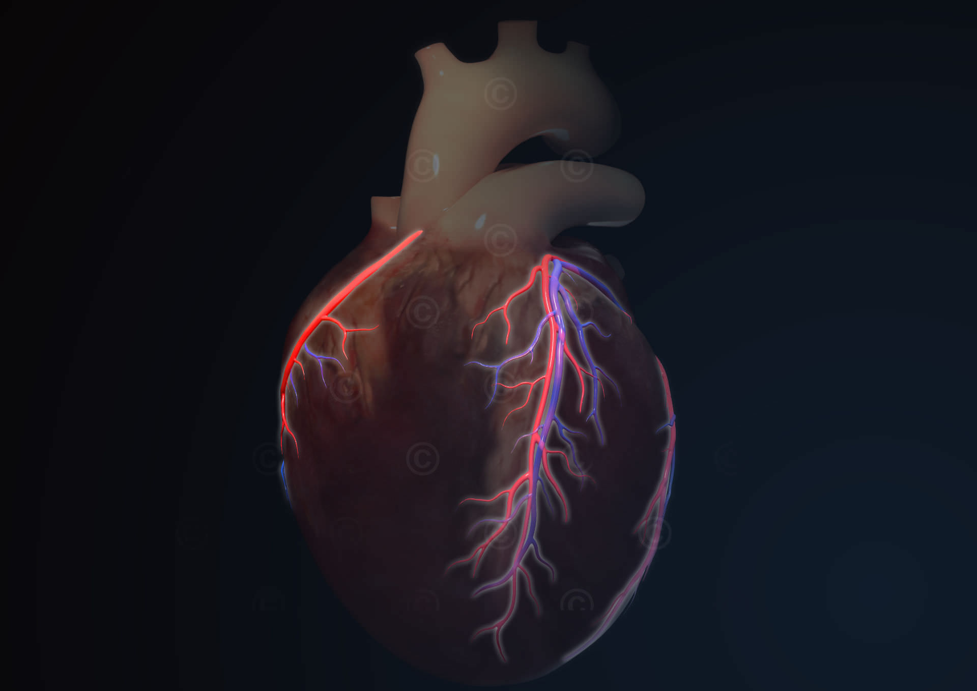 Coronary vessels (focus on Ramus interventricularis anterior) heart coronary vessels
