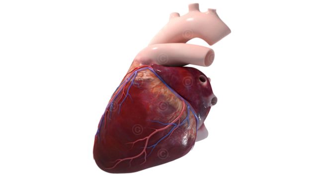 Anatomy heart left