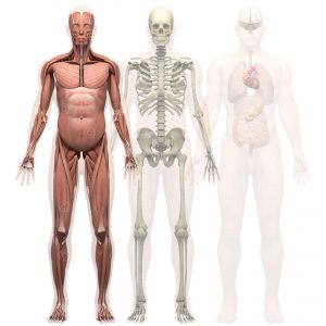 Wechselbild Anatomie Mensch