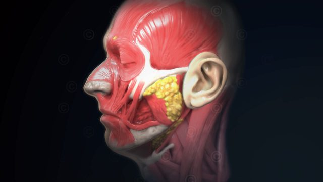 Anatomie des Kopfes im Profil