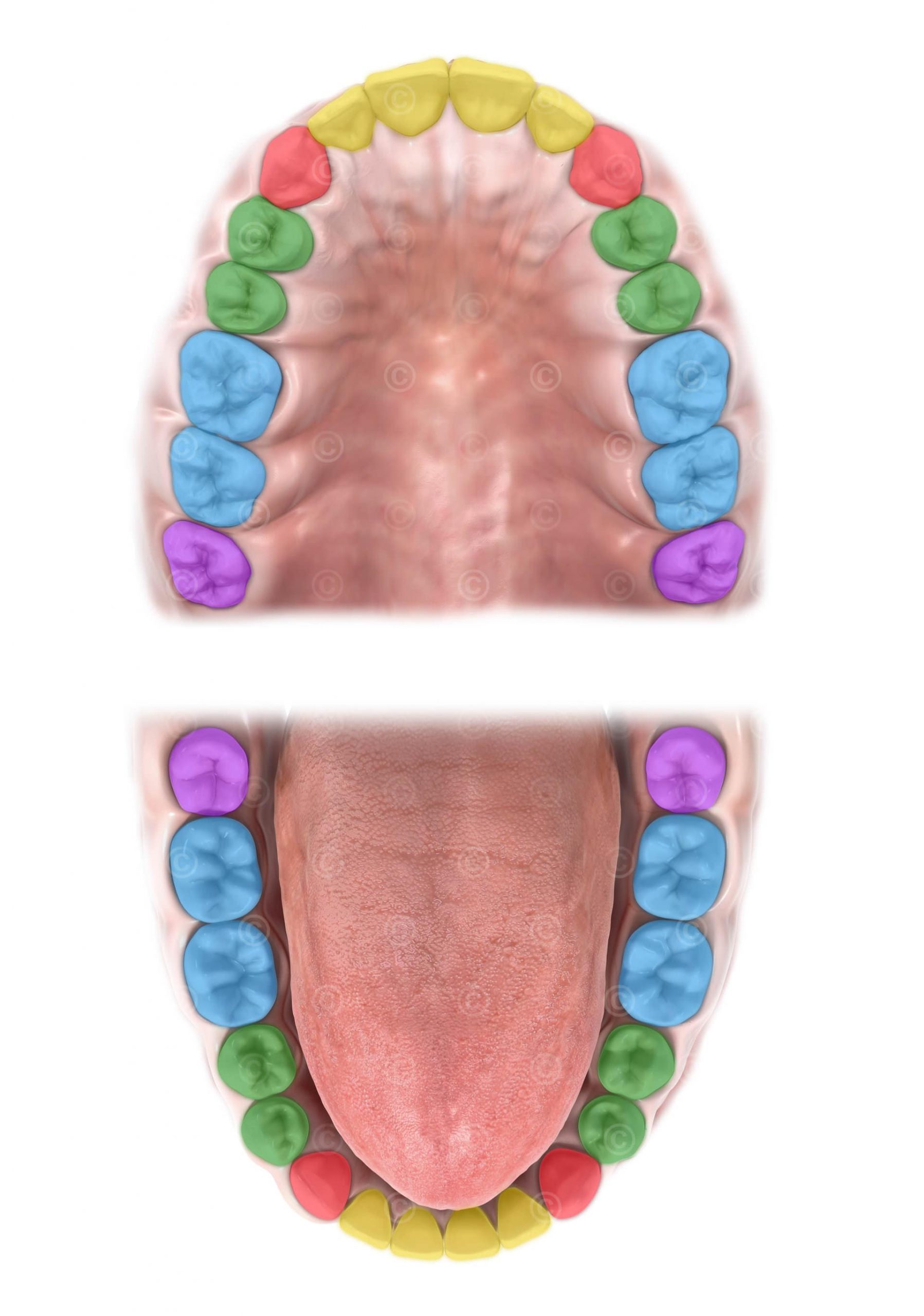 dental Color-coded tooth types