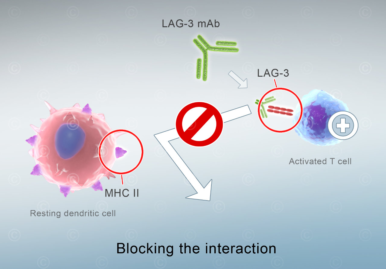 Effect of the protein LAG-3 (lymphocyte-activation gene 3) in the immune system