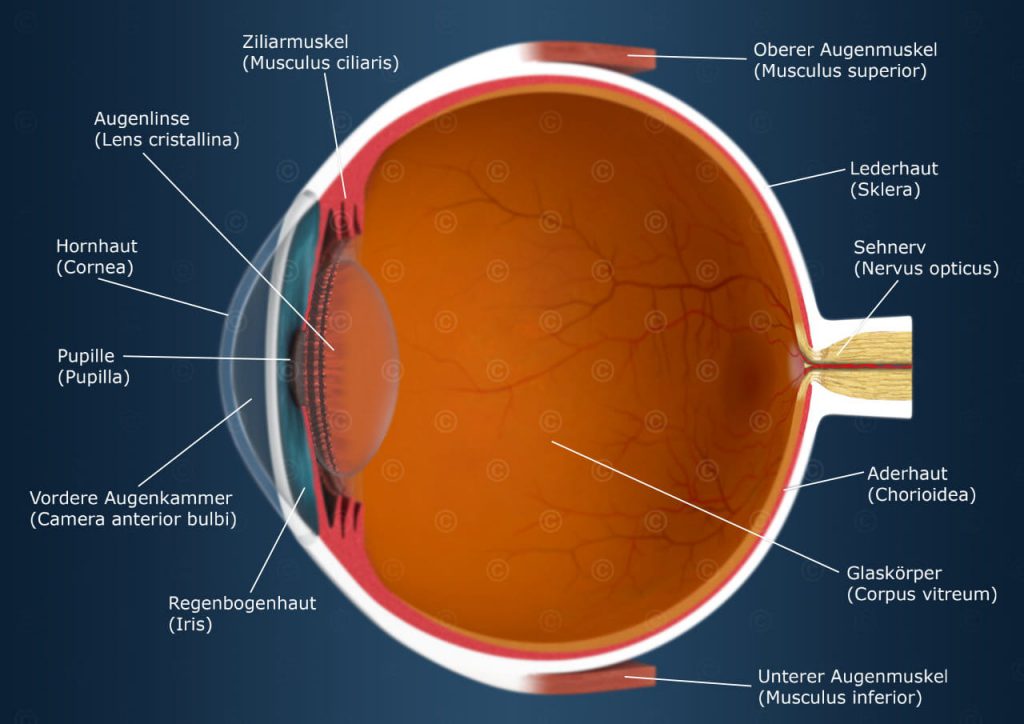 Anatomie des Auges