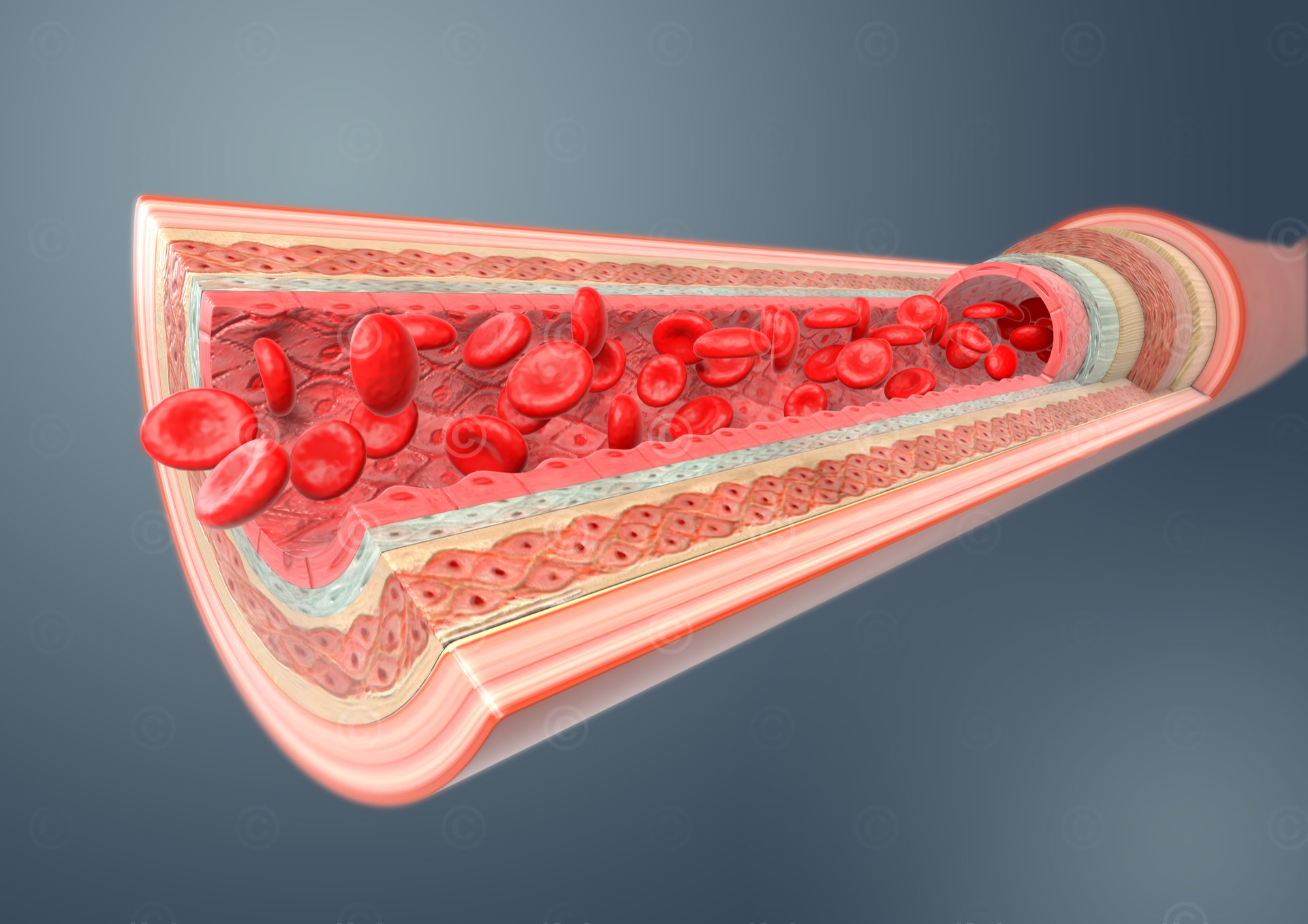 arterie blutgefaess anatomie dunkel