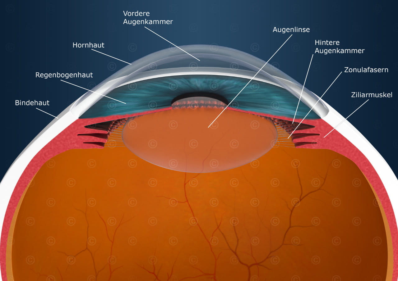 Anatomy of the Eye - Anterior chamber of the eye