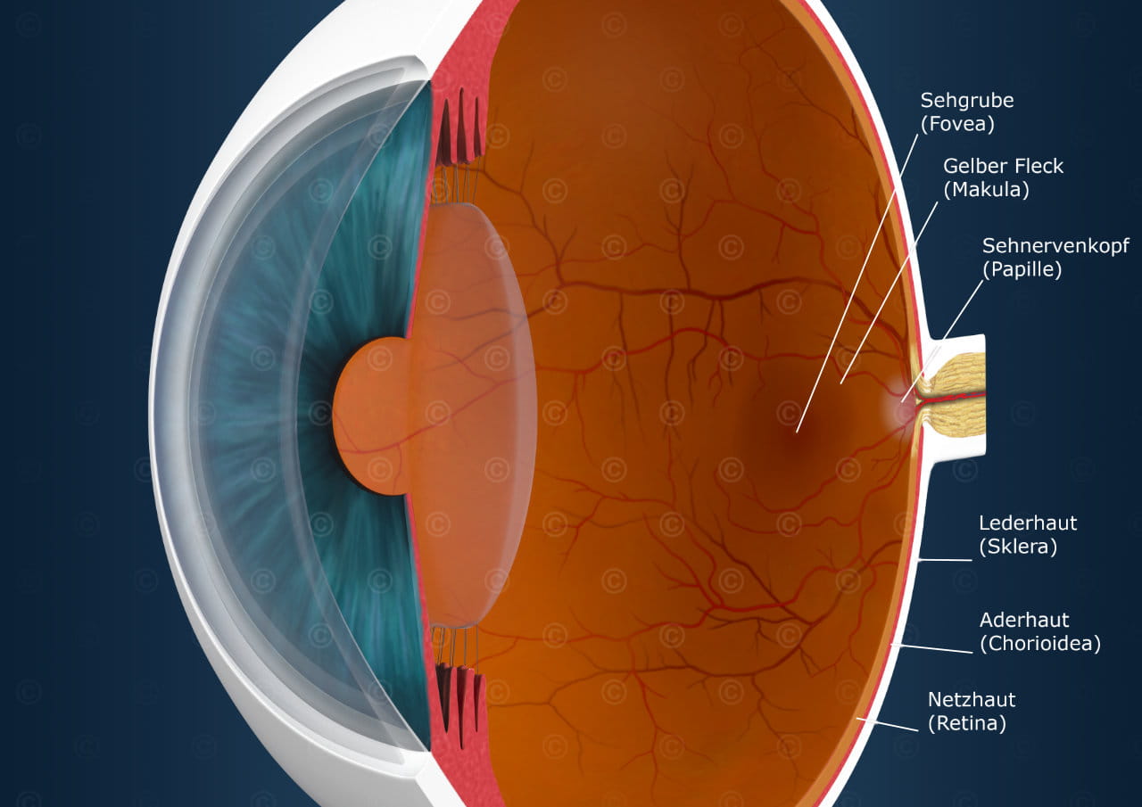 auge fovea makula retina